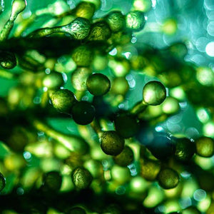 WINQS material alge