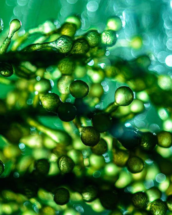 WINQS material alge